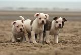 BOULEDOGUE AMERICAIN 144